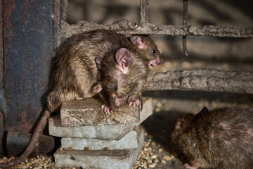 Dirty brown sick street rats.