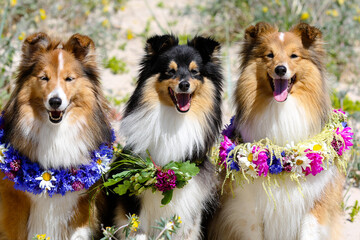 Nice, beautiful smiling sable white and tricolor shetland sheepdog, shelties portrait with colorful...
