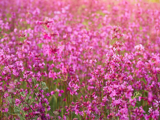 Obraz na płótnie Canvas Pink flowers in warm light in the field.