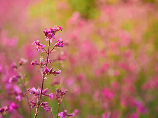 Pink flowers in warm light in the field.