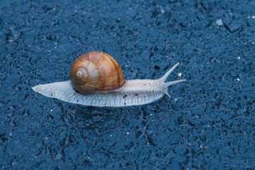 Caracol sobre el asfalto de la carretera en un día lluvioso.