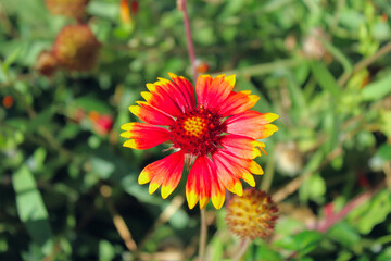 beautiful red flower with yellow edges