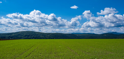 green field in spring time
