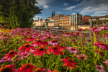 Obraz premium Flowers in Opole Venice, with a pretty colours and light. Opolskie, Poland 