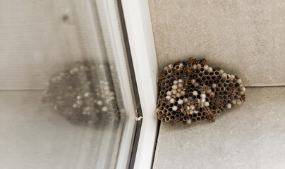 A large hornet's nest. You can see empty and filled cells and wasp insects. The nest is hangs in the window opening of the house.