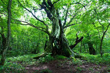 森の巨大古木