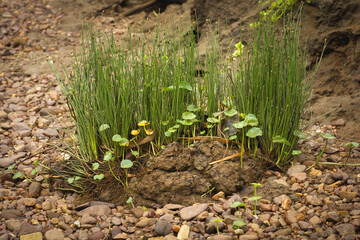 Green trees thrive on cow dung.