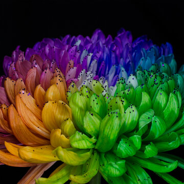 Rainbow Colored Dahlia. Low Key studio shot of a bright flower. Good for screen background wallpapers.