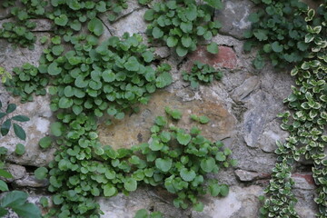pianta rampicante su un muro
