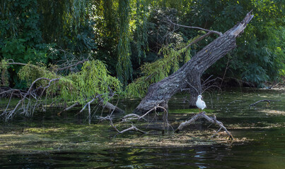 A black-headed gull sits on a sunken tree trunk in a lake. Gull Larus ridibundus rest on a dry snag lying near the river bank.