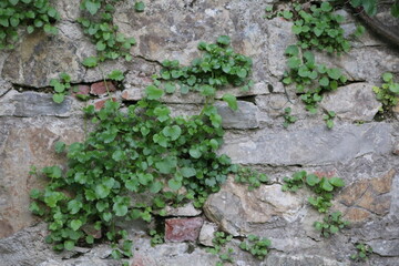 pianta rampicante su un muro