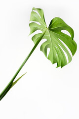 Fototapeta na wymiar Monstera leaf on white and gray background, selective focus. Monstera deliciosa or Swiss cheese plant in a modern stylish and minimalistic urban jungle interior.
