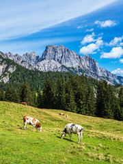 Fototapeta na wymiar Blick auf die Litzlalm mit Kühen in Österreich