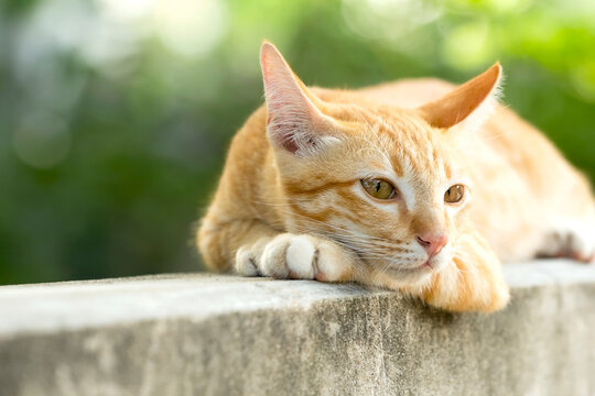 An orange kitten with eyes hanging out on a cement wall.