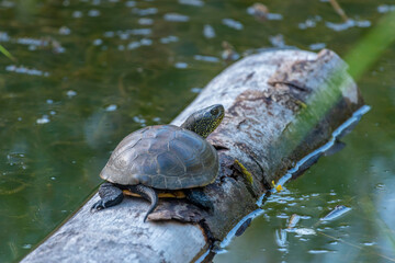 Obraz premium Europäische Sumpfschildkröte