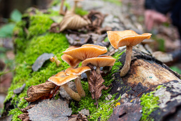 mushrooms grow on a log in the forest in autumn