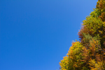 Fototapeta premium Autumn tree leaves on blue background, copy space