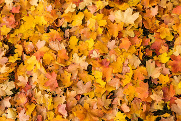 Autumn natural background with bright maple leaves.Red and orange leaves background. Outdoor. Colorful backround image of fallen leaves on ground in sunny morning light.perfect for seasonal use.