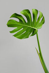 Naklejka na ściany i meble Monstera leaf on white and gray background, selective focus. Monstera deliciosa or Swiss cheese plant in a modern stylish and minimalistic urban jungle interior.
