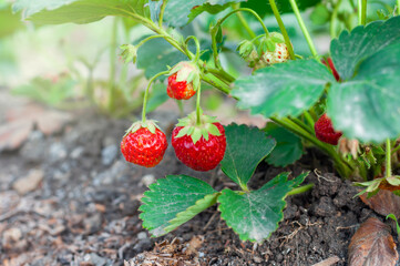 ripe organic strawberry growing on a vine in the garden on a green background.