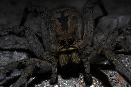Macro shot of a wolf spider (Lycosa tarantula) at night