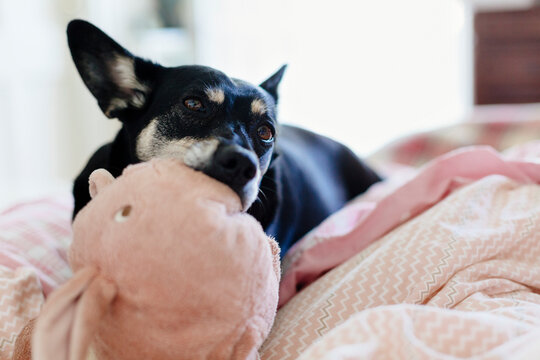 Close up pf dog chewing and sucking her toy on bed