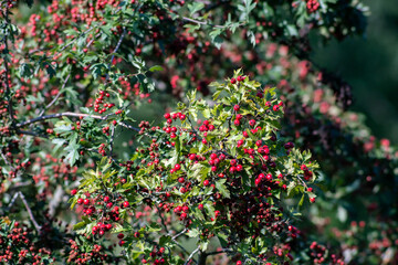 Branch with berries of ripe hawthorn at sunny autumn day