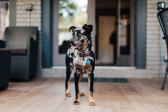 Australian Cattle Dog Mix