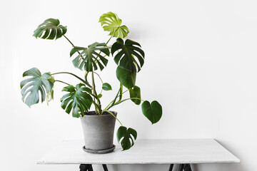 Monstera deliciosa or Swiss cheese plant in a gray concrete flower pot stands on a table on a white background.Hipster scandinavian style room interior. Empty white wall and copy space.