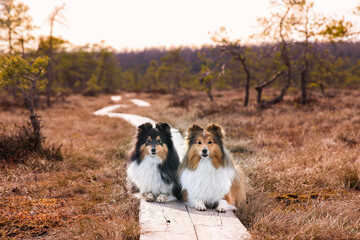 Two cute sable white and black tricolor shetland sheepdog, sheltie lies outdoors on autumn day in the forest swamp. Little collie, lassie dogs outside portrait on autumn magic sunset bog 