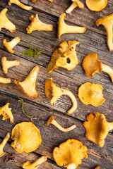 Cantharellus cibarius, golden chanterelle or girolle, fungus.