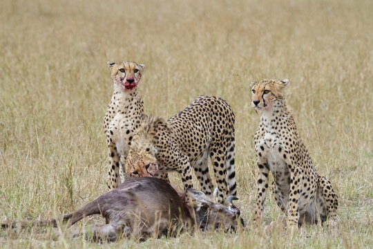 Cheetahs eating a Wildebeest