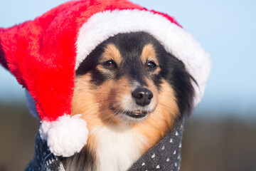 Sable black and white tricolor shetland sheepdog cute winter portrait with funny Santa hat.Sweet...