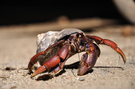 Hermit crab with shell crawling across dirt