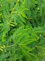 wild plants in garden