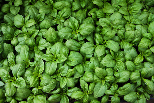 Fresh growing rows of Basil, shot from above