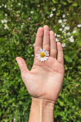 chamomile flower in the palm of your hand on a background of green grass