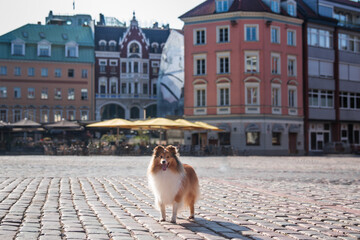 Beautiful sable white sheltie standing outdoors on the paving stone street of old city town with...