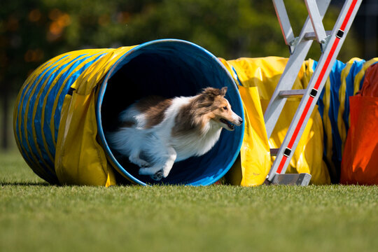 Fast and crazy sable and white shetland sheepdog running agility course on outside competition during sunny summer time.Smart, working and obedient little lassie, small collie dog doing agility hurdle