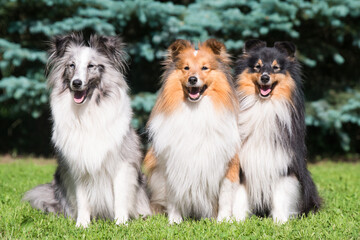 Three amazing shetland sheepdogs of different colored coat sitting outside on summer time with...