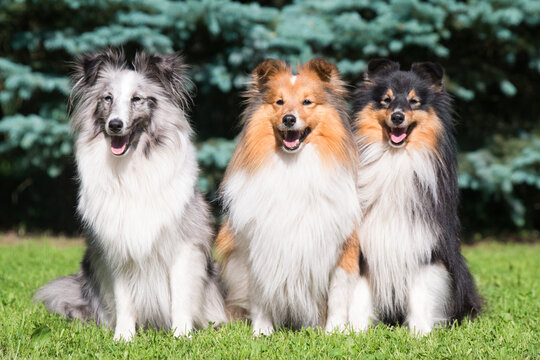 Three amazing shetland sheepdogs of different colored coat sitting outside on summer time with green and blue tree background. Perfect sheltie, lassie, small collie friends. Tricolor, sable, bi merle
