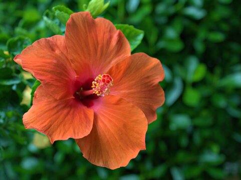 Closeup red orange petals of hibiscus flower plants  in garden with green blurred bcakground ,macro image ,sweet color for card design