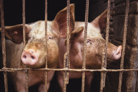 The pigs in the sty in Chinese rural