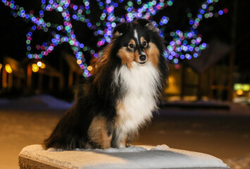 Cute black sable white shetland sheepdog sitting on dark winter night with background of colorful Christmas New Year lights. Small collie, sheltie lassie dog outside on showy day waiting gifts  