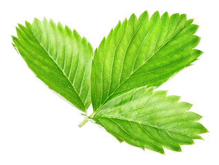 Strawberry leaf isolate. Strawberry leaf on white background. Strawberry plant. Full depth of field.