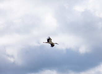 Wild stork flying in the sky