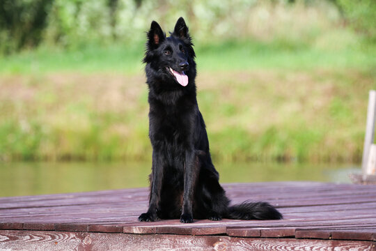 Summer portrait of black groenendael-dog with green background. Working agility belgian shepherd groenendael portrait. Beautiful young, smiling and happy dog breed belgian shepherd groenendael