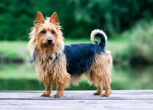 Summer portrait of black and sable tan purebred typical australian terrier. Pedigreed australian terrier dog sitting outside on wooden pier with green background. Smiling attractive doggy portrait 