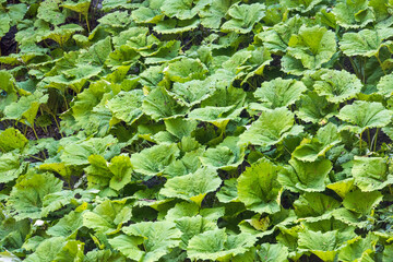 Large leaves of burdock growing in the forest