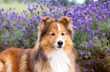 Cute, fluffy sable white shetland sheepdog, little sheltie sitting outside on summer time in blooming lavender field. Fur small collie, little lassie dog smiling in violet flowers on summer day 